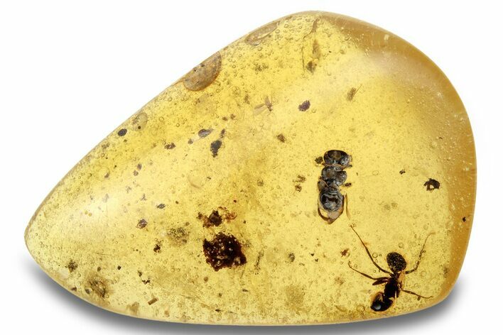 Polished Colombian Copal ( g) - Contains Insects! #264219